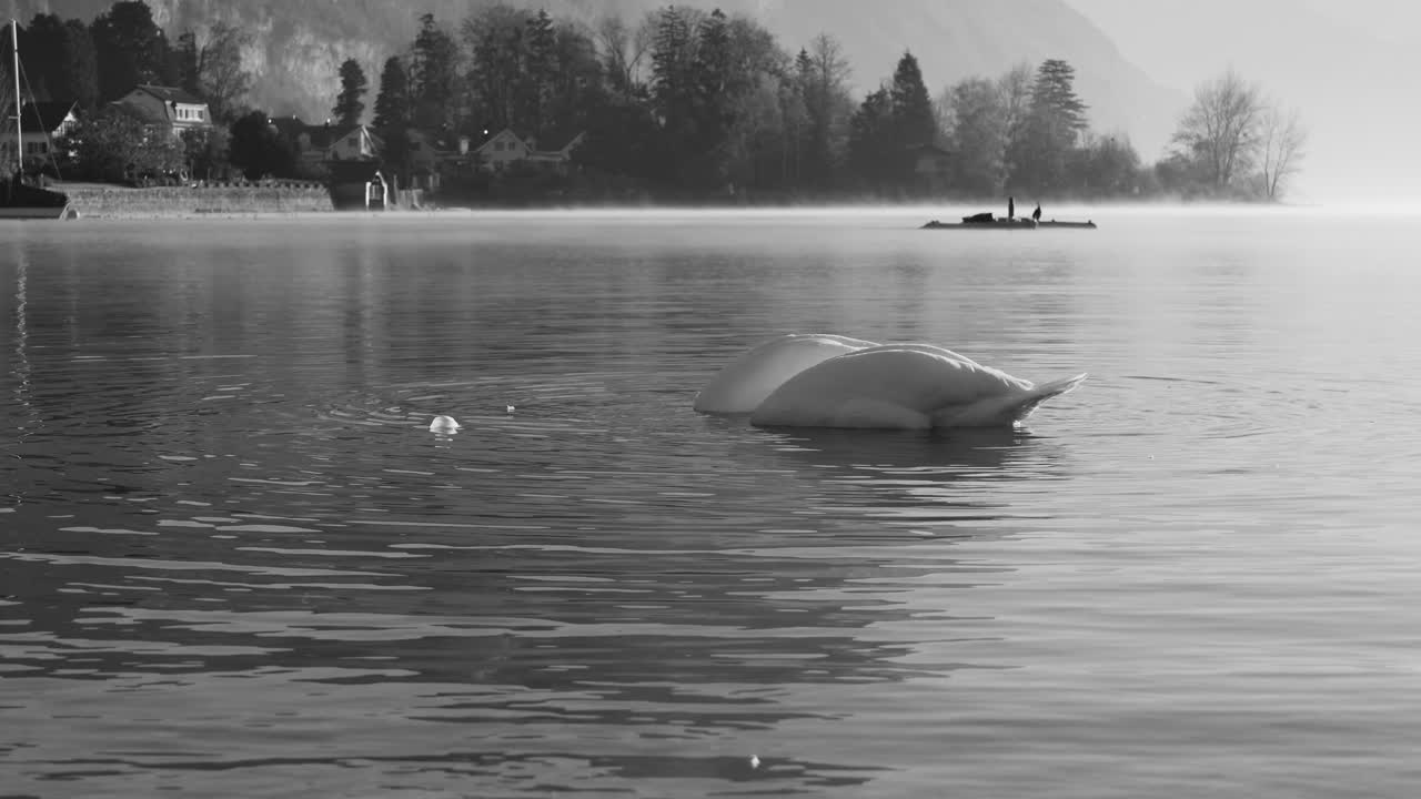 Two swans gliding on Walensee in misty, black and white mountain scene