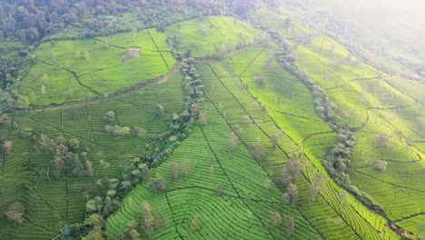 Fly-over-green-tea-agricultural-field-on-the-mountain-slope-in-misty-morning---4K-aerial-view