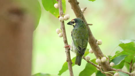 coppersmith barbet bird perched on deciduous fig twig and flies away in slow motion - crimson-breasted barbet takes a wing