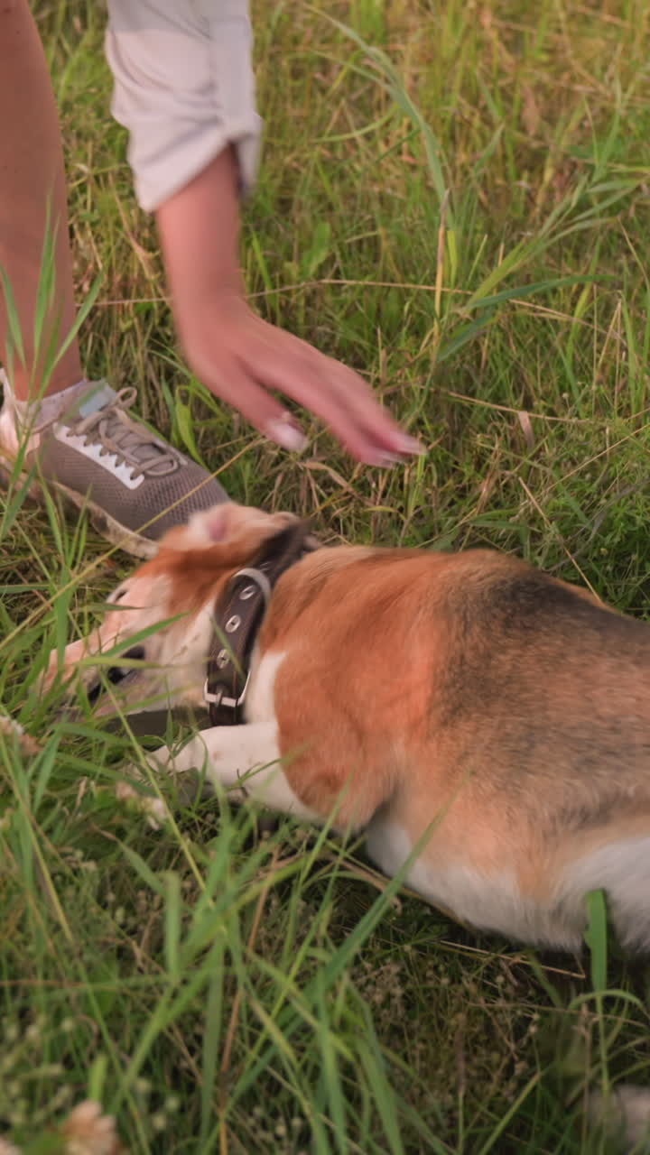 perro acostado en el suelo cubierto de hierba jugoso con la boca abierta mientras el dueño golpea cariñosamente su estómago mientras quita la correa de su pierna, vista parcial de la cola de otro perro cerca