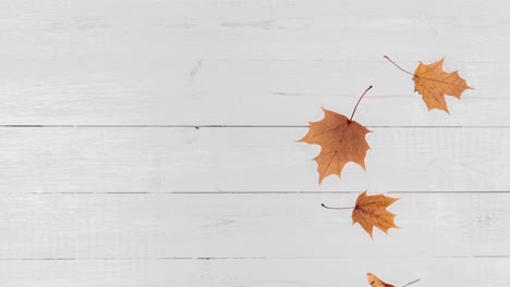 animación stop motion sin costuras con hojas y semillas secas de otoño amarillas que caen sobre un fondo de madera blanca con espacio de copia