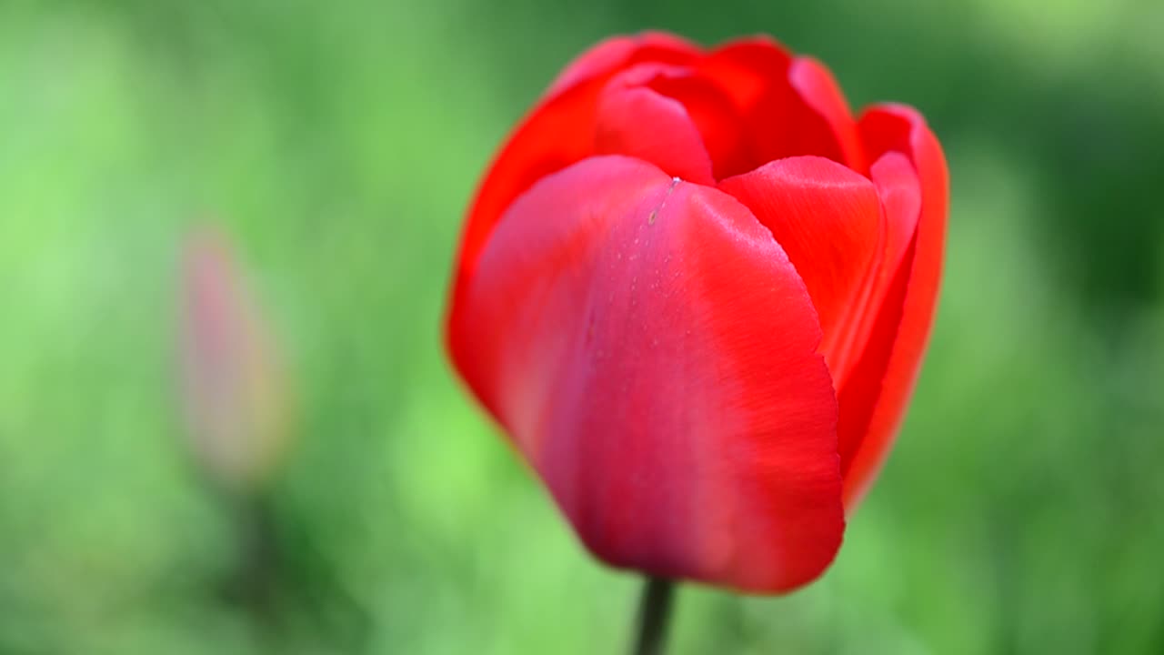 Tulppaanit keväällä
