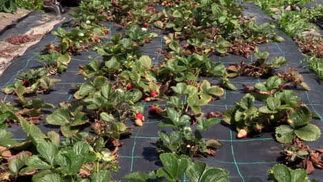 Plantación-De-Fresas-Con-Fresas-Rojas