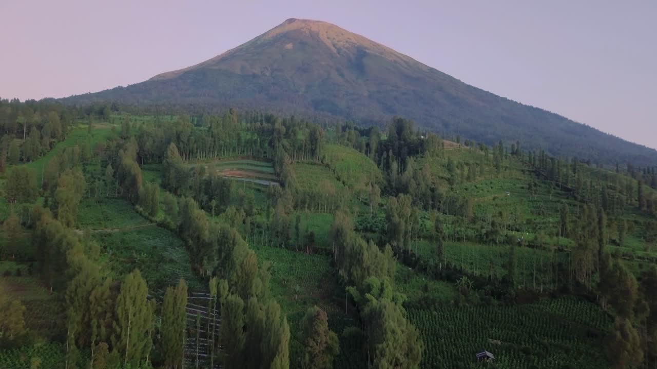sobrevuelo aéreo plantación de tabaco que crece en un paisaje montañoso y una montaña gigante en el fondo - java central, indonesia