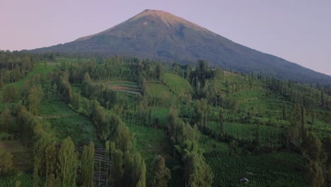 Aerial-flyover-Tobacco-Plantation-growing-on-hilly-landscape-and-giant-mountain-in-background---Central-Java,Indonesia