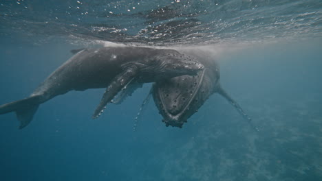 el adorable becerro de ballena jorobada se acurruca suavemente contra la tribuna de la madre