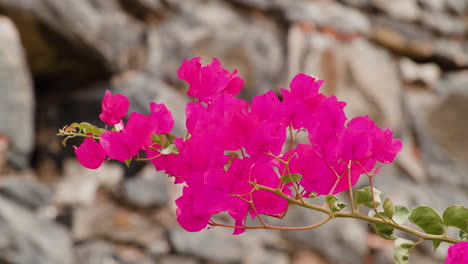 bright pink flowers in full bloom in madeira island, portugal