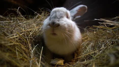 close-up of a beautiful rabbit eats