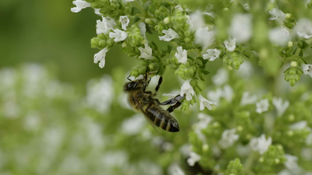Honeybee on White Flowers
