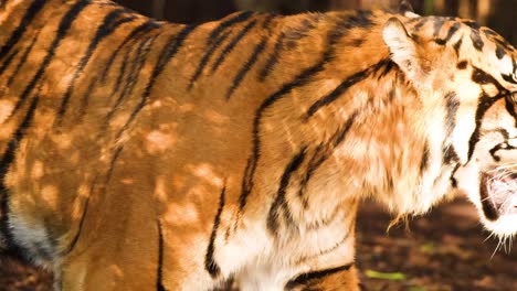 a tiger walking in its enclosure