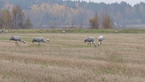 flock of crane birds, european grus grus, gathered on autumn field before migrating south, static view