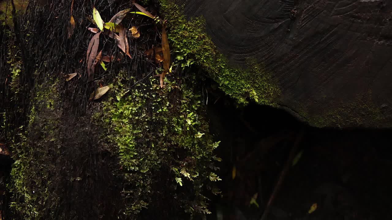 primer plano de musgo y hojas en el tronco del árbol