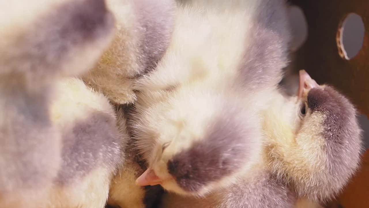Close-up of Fluffy Baby Ducklings or Goslings Huddled Together