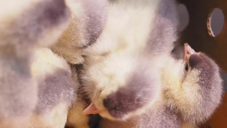 close-up of fluffy baby ducklings or goslings huddled together