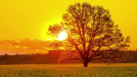 beautiful yellow sunrise behind tree lighting on golden rape field in the morning,time lapse