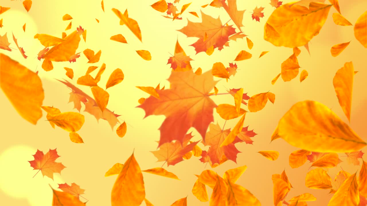 Abstract colorful maple autumn leaves leaves autumnal loop background with sun flares romantic