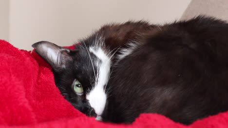 een hand raakt een tweekleurige kat die rust op een rode deken in het huis - dichtbij