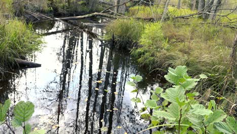 Die-Reflexion-Von-Bäumen-Im-Wasser-Eines-Waldflusses