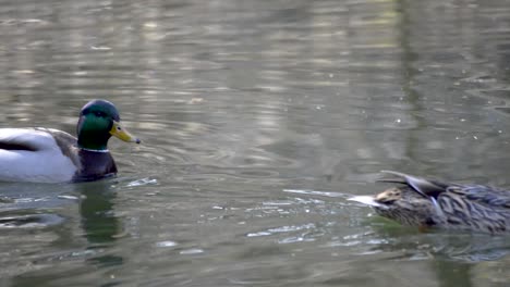 green headed male duck chasing a female duck on the surface of an old park lake