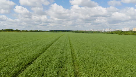 aerial view low over a green wheat field with young springtime crops, sunny day
