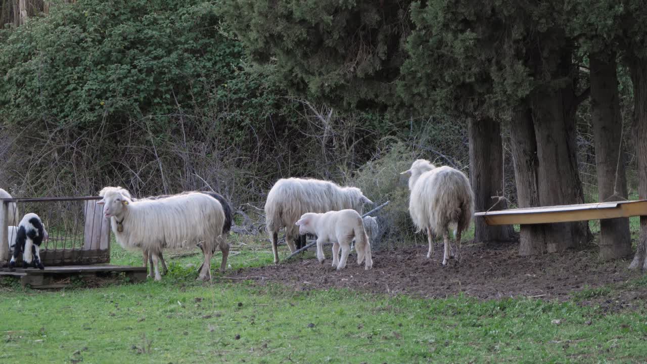 이탈리아 사르데냐의 나무 아래에서 놀고 있는 귀여운 어린 양과 양의 슬로우 모션 샷