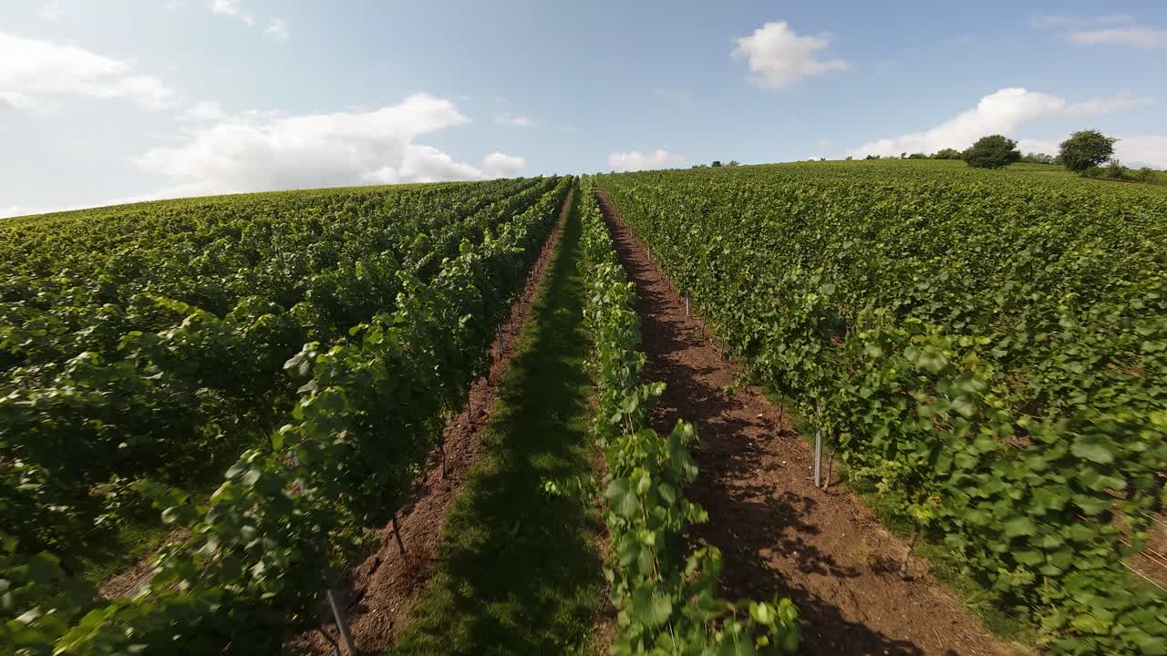 Vineyards, grape plants in the Moselle region, Germany. Agricultural farming of wine. Aerial FPV views