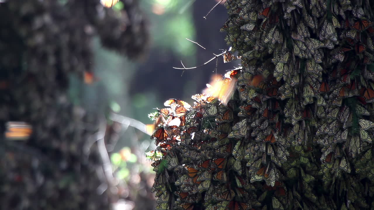 las mariposas monarca en el santuario natural de méxico