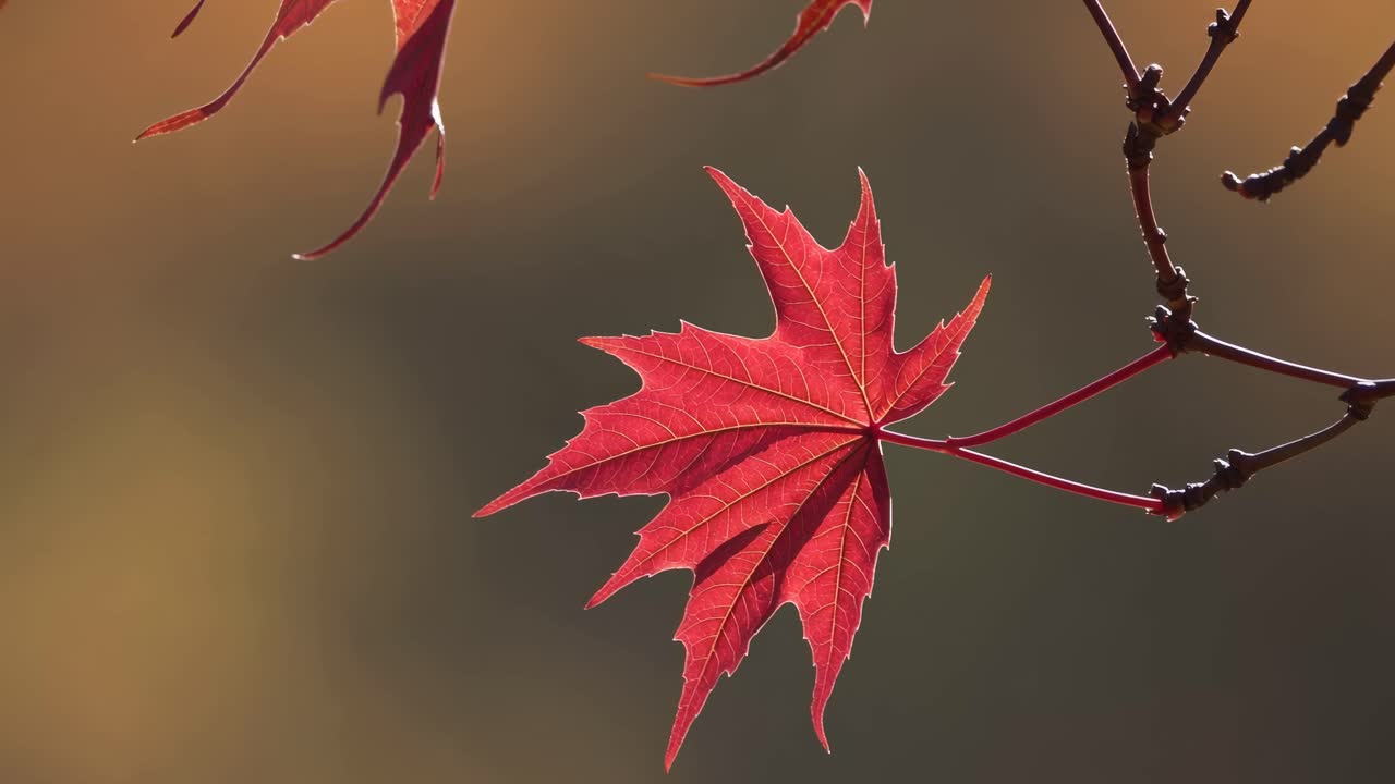 Close-up video of a vibrant red maple leaf against a blurred background, captured from a low angle