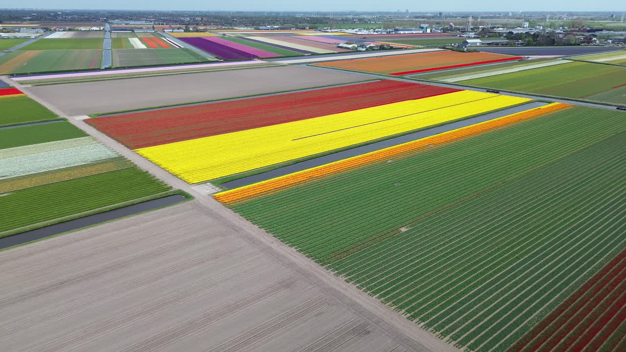 Panorama-Drohnenflug über farbenprächtige Tulpenfelder in Lisse, Niederlande, mit leuchtend roten, gelben und orangefarbenen Blumenreihen in einem geometrischen Muster während der Frühlingsblüte an einem sonnigen Morgen.