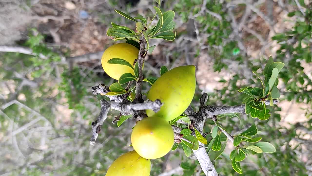 Rami di albero di argan con noci mature e foglie verdi-9