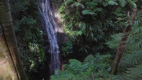 una cascada serena en medio de la exuberante vegetación de la selva tropical