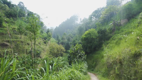 POV-ángulo-Bajo-De-Caminar-Por-Un-Sendero-En-Un-Bosque