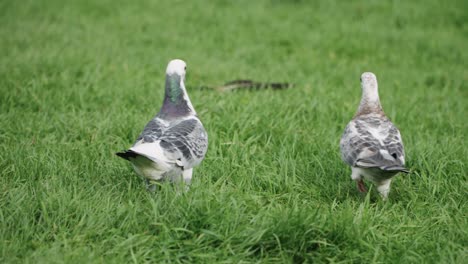 two white pigeons walking on the grass