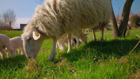 herd of sheep and lamb grazing on green pasture