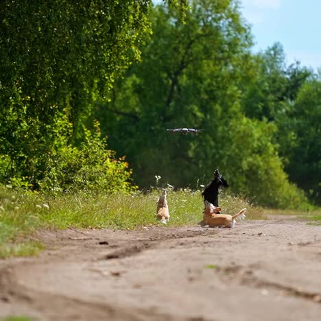 Lovely dogs and drone. Funny dogs play outdoors in summer. Active pet animals jumping and trying to catch drone flying over their heads.