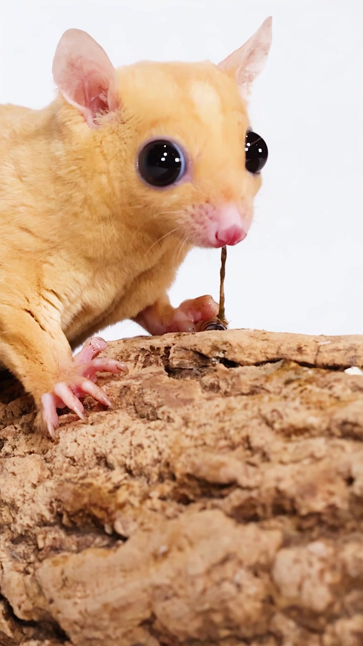 Un petauro dello zucchero color crema, appollaiato sulla corteccia di un albero, mangia una larva della farina su sfondo bianco.