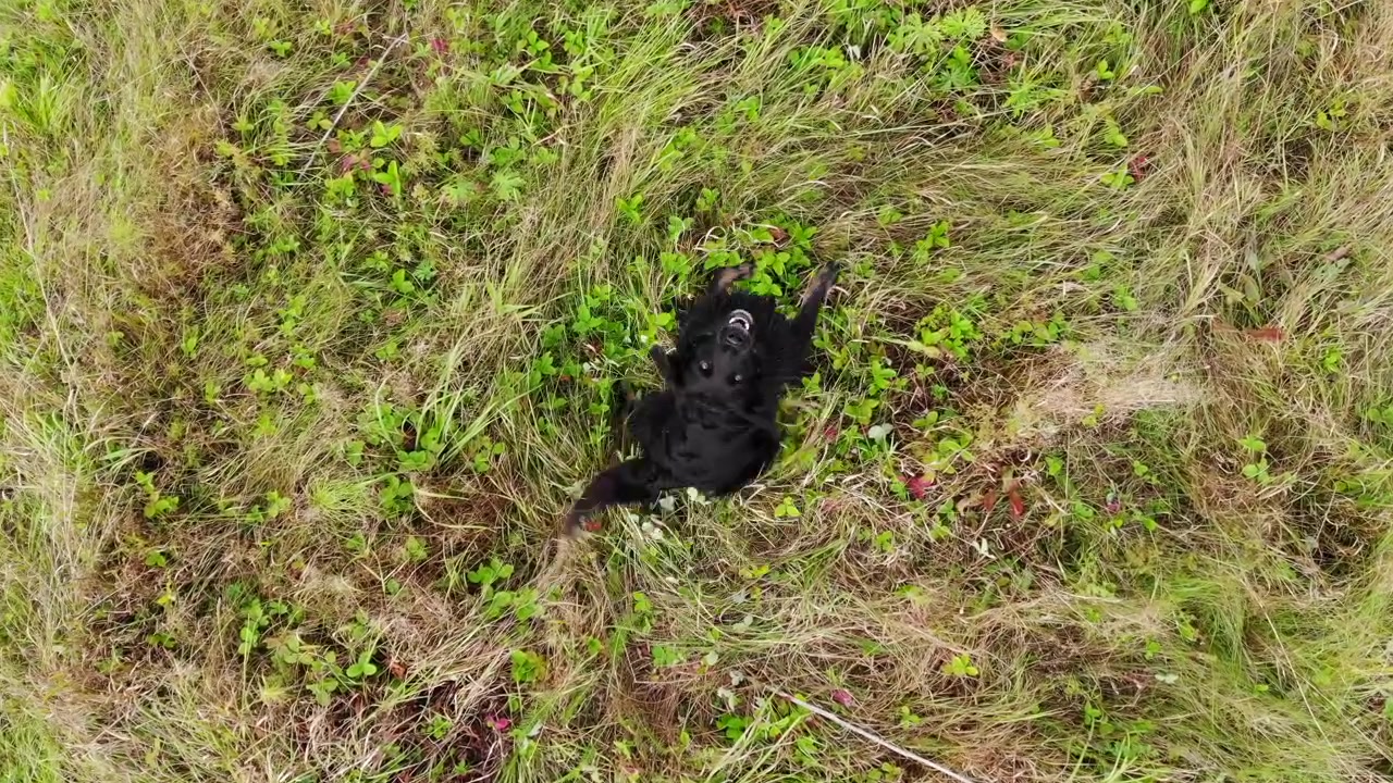 Drone con telecamera che scende dal cielo verso il cane nero che abbaia su un prato verde