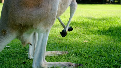 close up of the large hind feet of a red kangaroo
