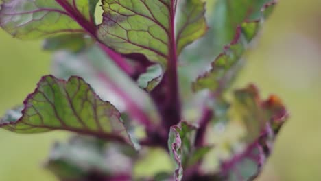 Slow-Pan-Down-Red-Rubine-Brussel-Sprouts