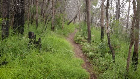 handheld footage along the dave's creek circuit walk in lamington national park, gold coast hinterland, australia