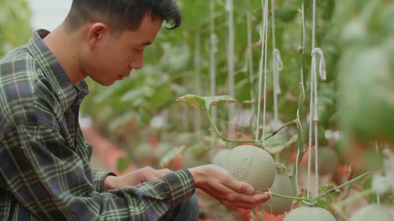 Asian Farmer Hold Melon And Checking Melon In Green House Of Melon Farm. Agriculture Or Cultivation Concept