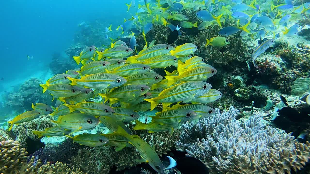 pequeños peces escolares en un arrecife de coral