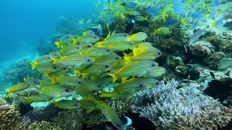 Kleiner-Fischschwarm-An-Einem-Korallenriff