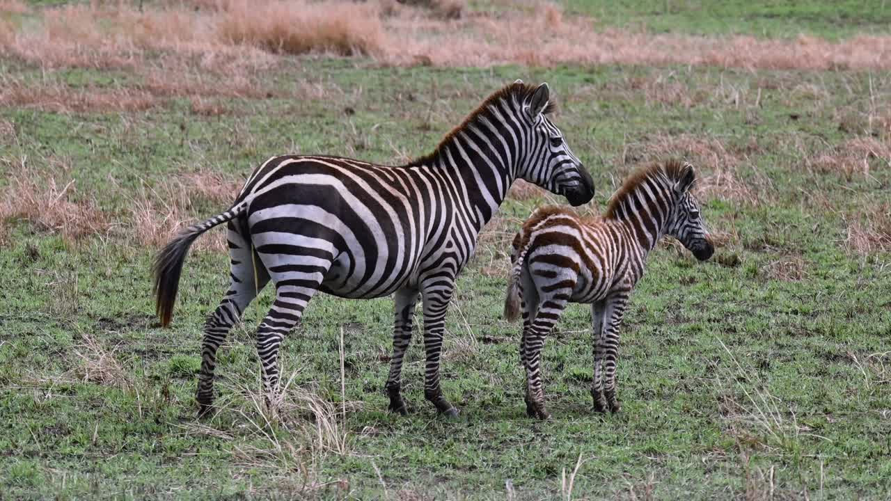 Zebra madre con il suo giovane cucciolo nella Riserva Nazionale Maasai Mara in Kenya