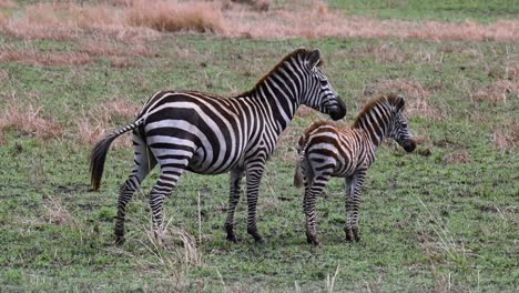 mother zebra with her young cub at the maasai mara national reserve in kenya