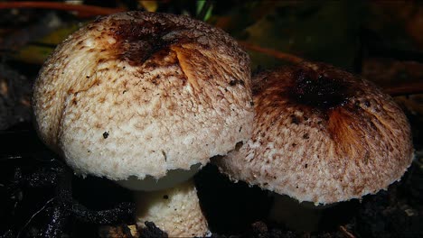 a pair of creamy white musroom fungi grow on a tree in australia