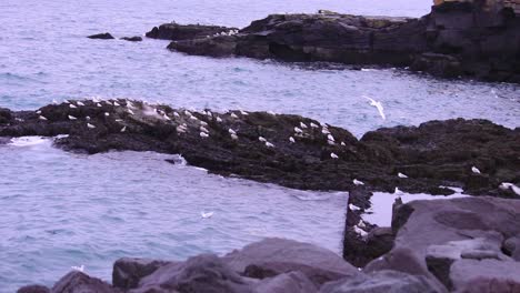 seagulls sitting on a rock by the icelandic seashore