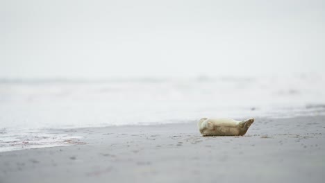 Bebé-Foca-Acostada-Retorciéndose-En-La-Playa-De-Arena-Gris-En-Ameland