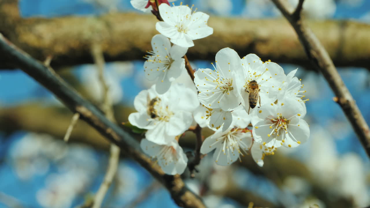 살구꽃에 꽃가루를 모으는 꿀벌