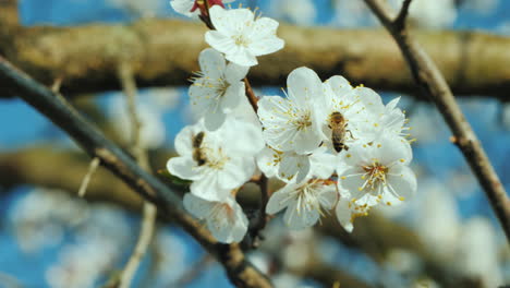 bee collecting pollen on apricot blossom